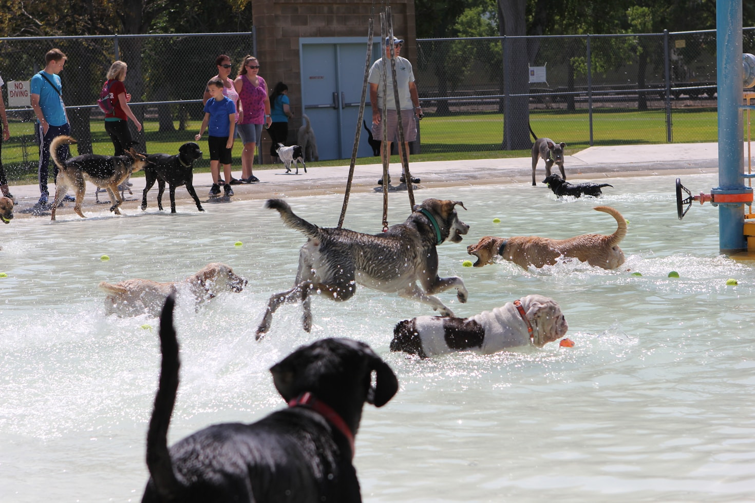 Top Ten Most Energetic Dog Breeds