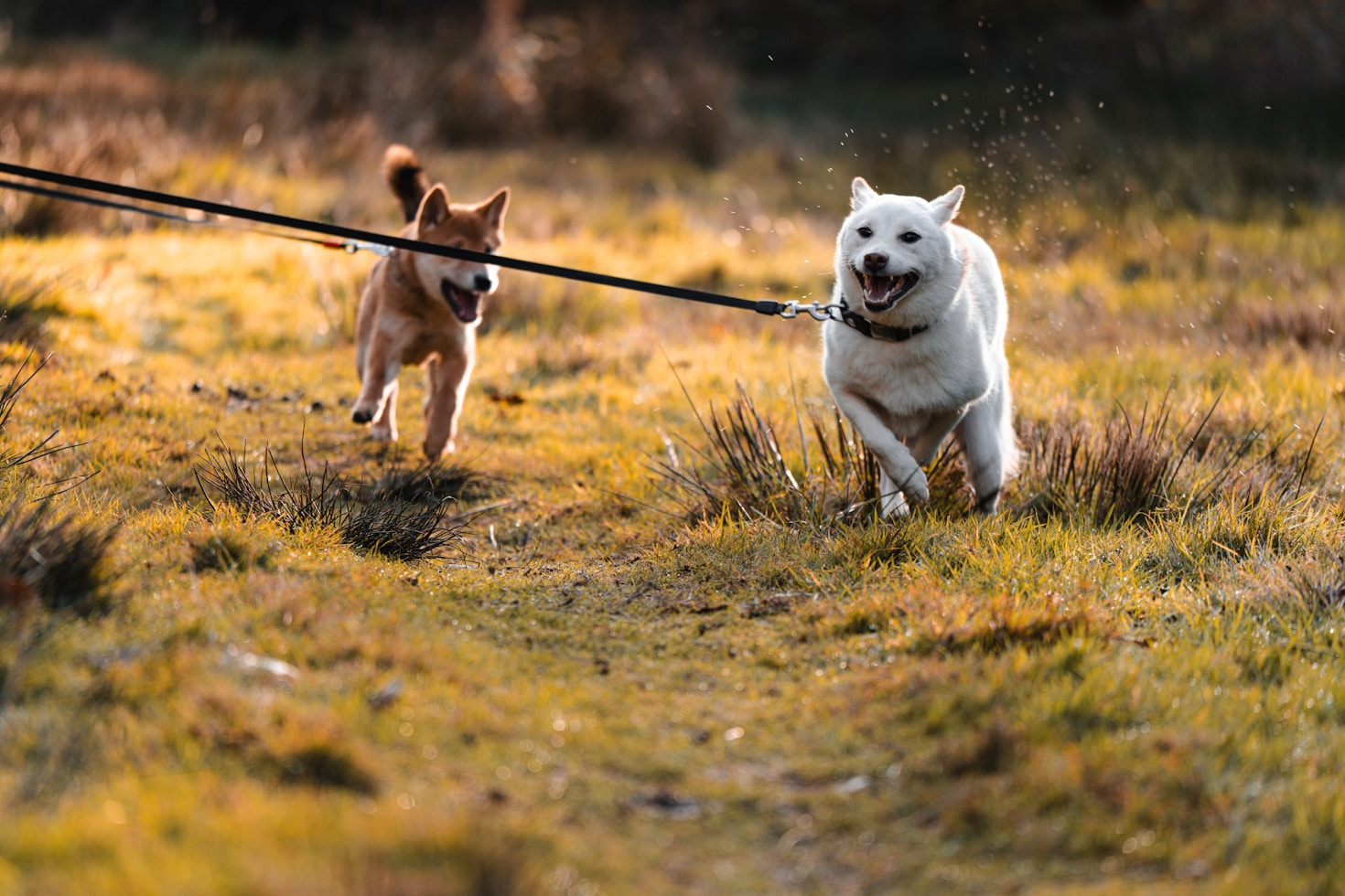 How To Capture Perfect Photos Of Dogs